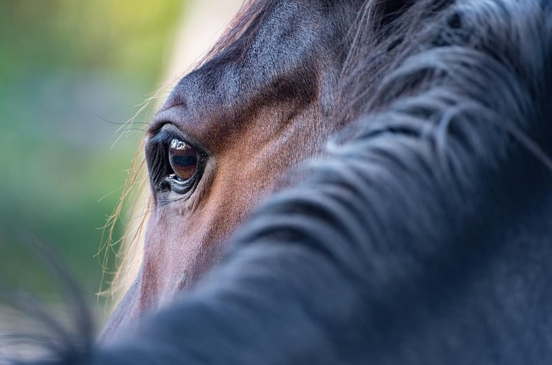 Medieval Horse